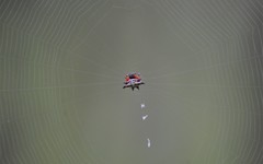 Gasteracantha sanguinolenta