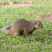 Indian Mongoose - Photo (c) Carla Kishinami, some rights reserved (CC BY-NC-ND)