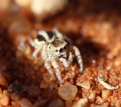 Salticidae