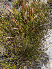 Hypodiscus alboaristatus