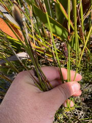 Hypodiscus alboaristatus