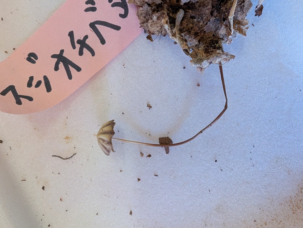 Marasmius purpureostriatus · November 2025 · photo: © atsushi_nakajima_cirque (iNaturalist, cc-by)