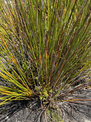 Hypodiscus alboaristatus