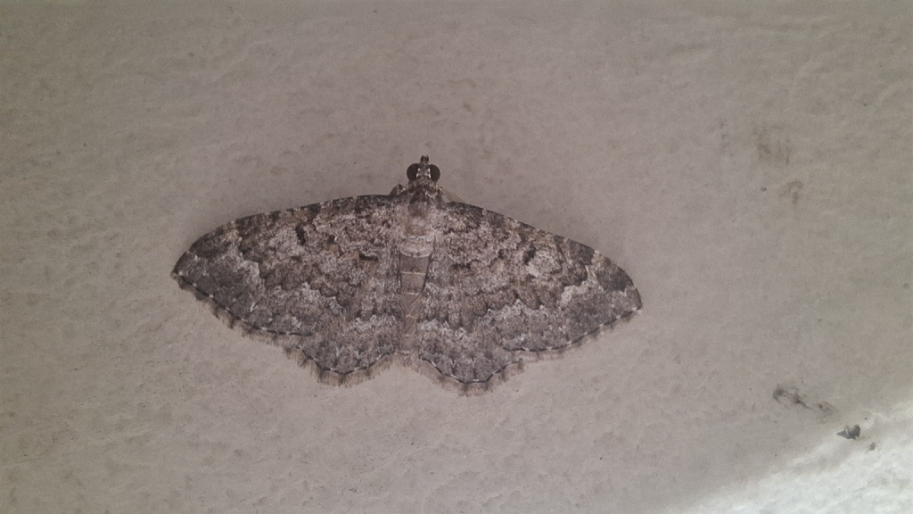 Disclisioprocta edmondsii
