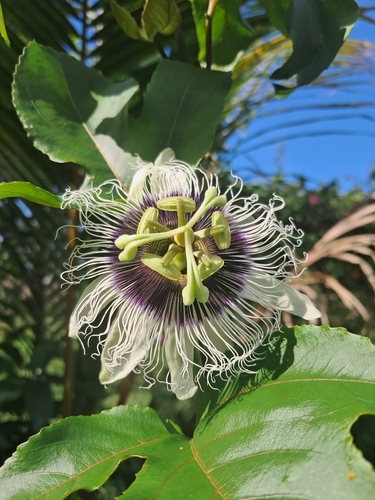 common passionfruit