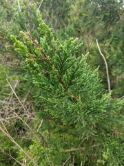 Juniperus bermudiana