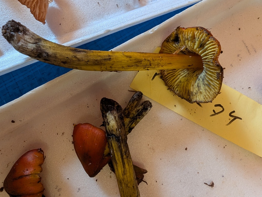 Hygrocybe conica · November 2025 · photo: © atsushi_nakajima_cirque (iNaturalist, cc-by)