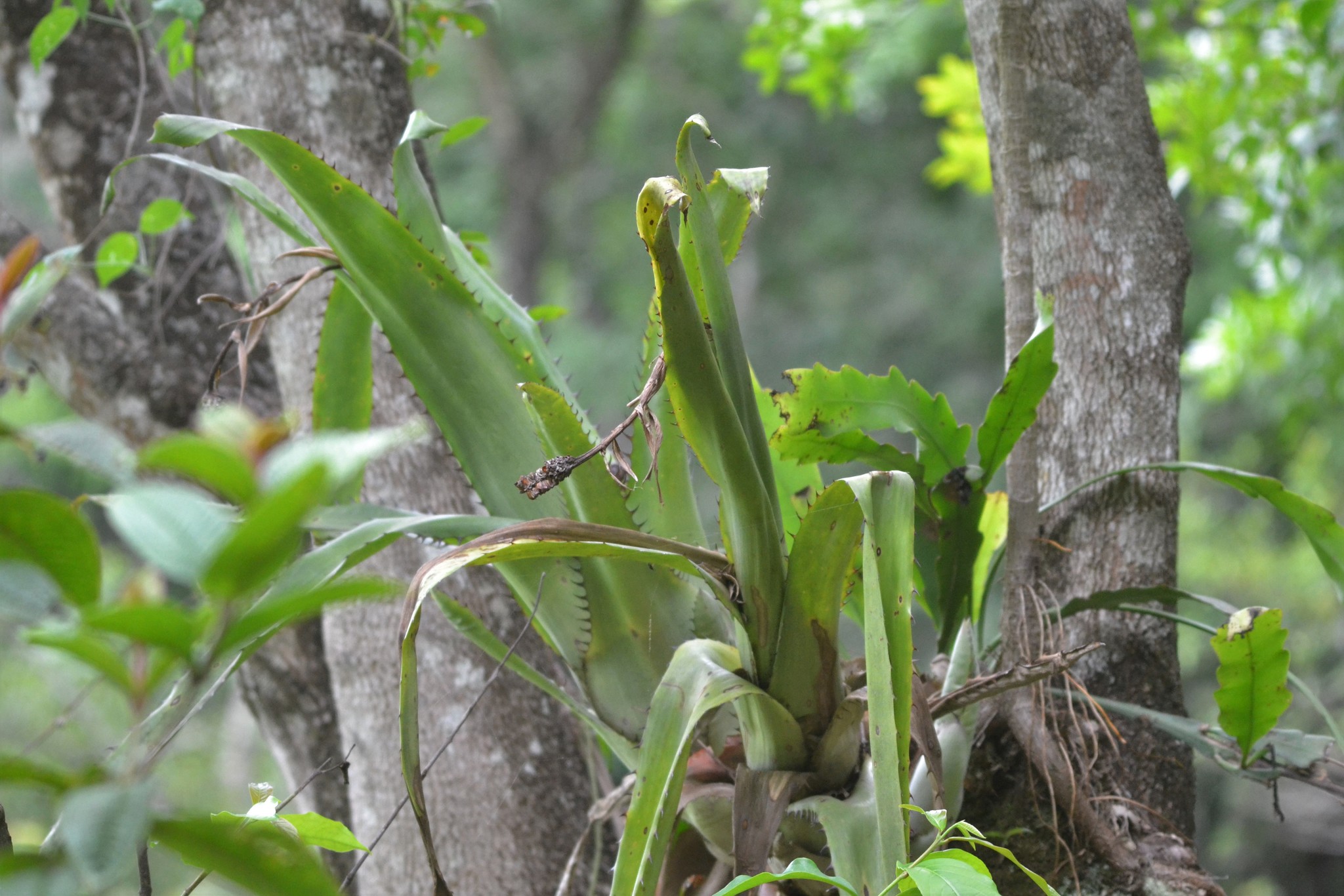 Aechmea bromeliifolia