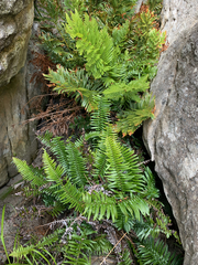 Blechnum punctulatum