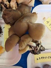 ハタケシメジ