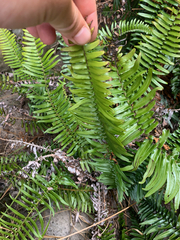 Blechnum punctulatum