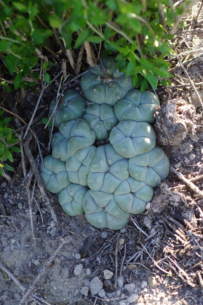 Peyote in September 2018 by sergioniebla. El Huizache SLP · iNaturalist