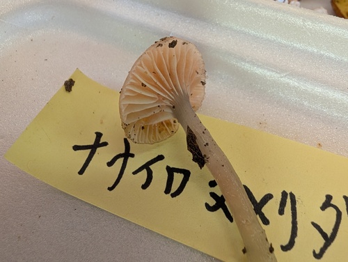 ナナイロヌメリタケ