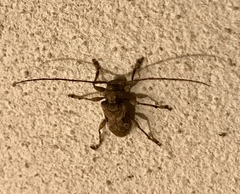 Lagocheirus araneiformis