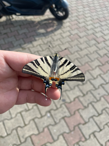 Scarce swallowtail