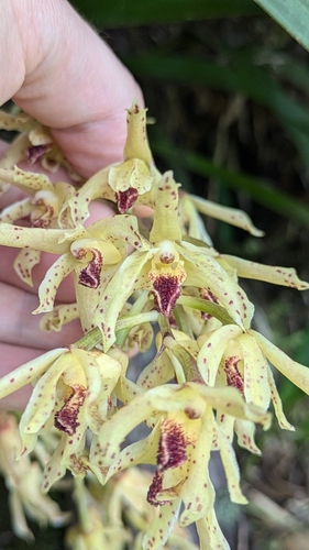 Xylobium leontoglossum, photograph 3
