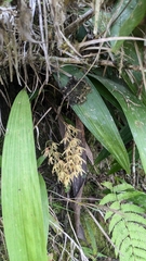 Xylobium leontoglossum, photograph (c) Thibaud Aronson, some rights reserved (CC BY-SA)