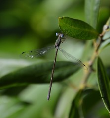 Lestes forficula