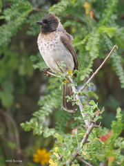 Pycnonotus barbatus dodsoni