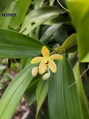 Callostylis pulchella