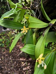 Callostylis pulchella