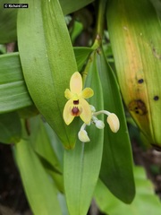 Callostylis pulchella