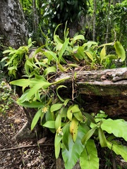 Callostylis pulchella
