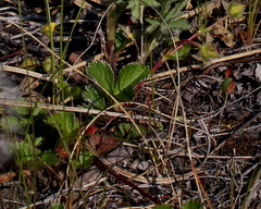 Potentilla stolonifera