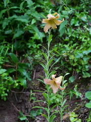 Lilium bakerianum