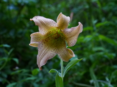 Lilium bakerianum, photograph (c) Jiao Sun (孙娇), some rights reserved (CC BY)