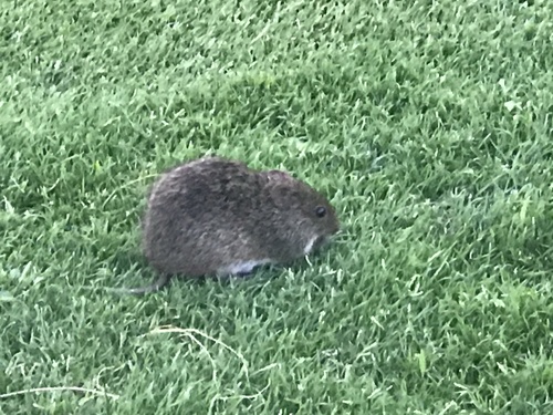 Hispid Cotton Rat