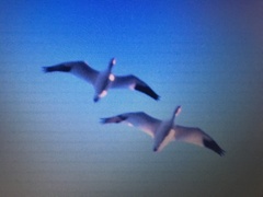 Anser caerulescens caerulescens