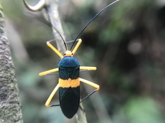 Paryphes