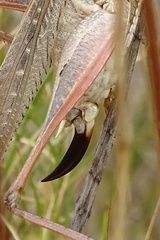 Platycleis intermedia
