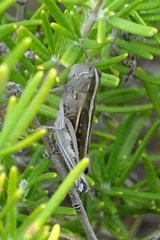 Ramburiella hispanica