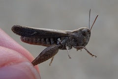 Omocestus raymondi