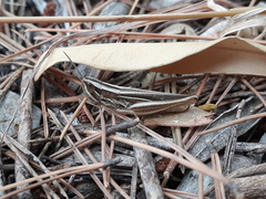 Euchorthippus chopardi