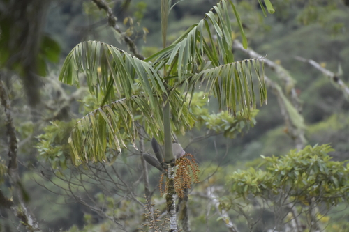 Wettinia aequatorialis