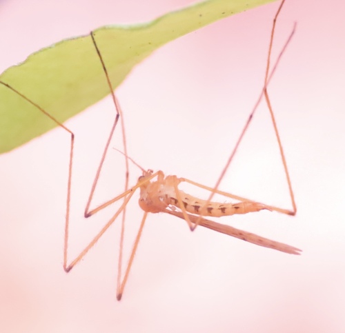 Unknown species found near Ten Mile Creek, MD, USA