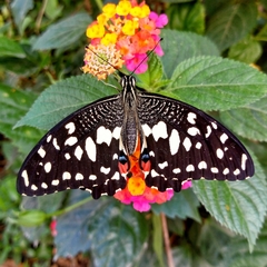 Papilio demoleus