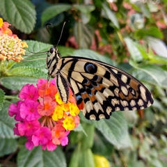 Papilio demoleus