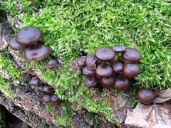 Mycena tintinnabulum