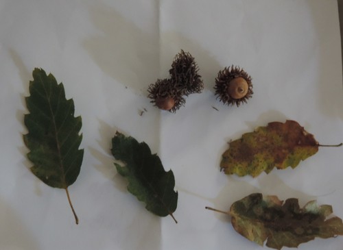 Spanish Oak