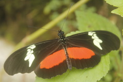 Heliconius hortense