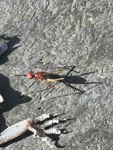 Unknown species found near Tall Cypress Natural Area, Coral Springs, FL, US