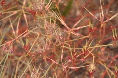 Pelargonium multicaule multicaule