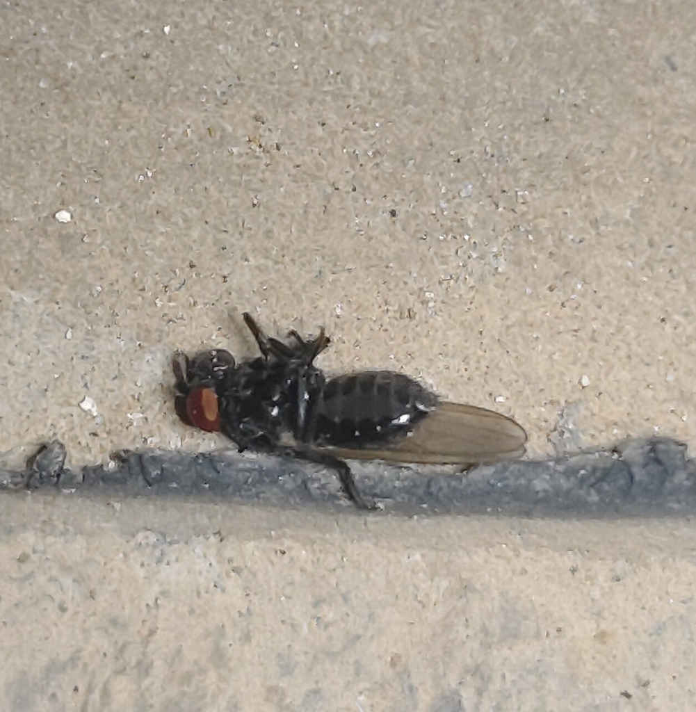 Ladhani Insect Lonchaeini from Qingdao, CN-SD, CN on November 4, 2025 at 08:09 PM by ...