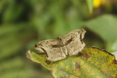 Quadrus lugubris lugubris