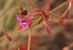 Pelargonium multicaule multicaule