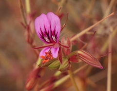Pelargonium multicaule multicaule